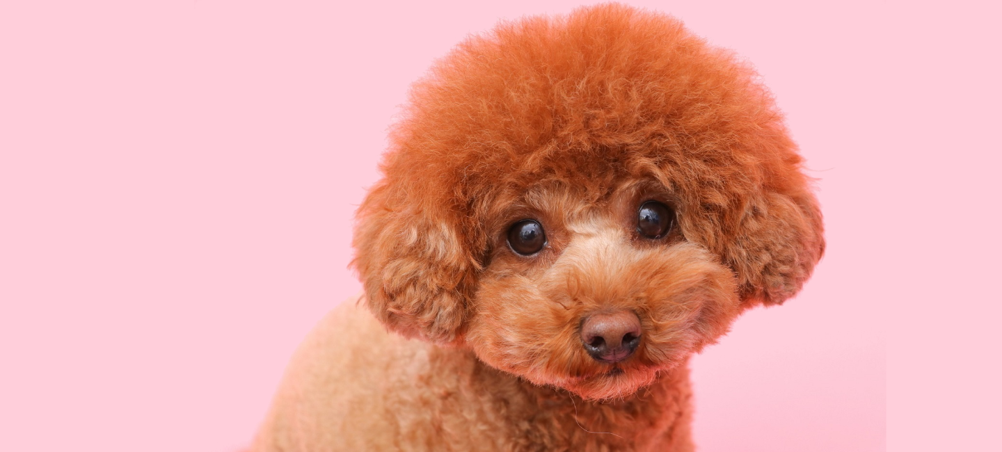 WORLDWIDE PET spa＆hotel