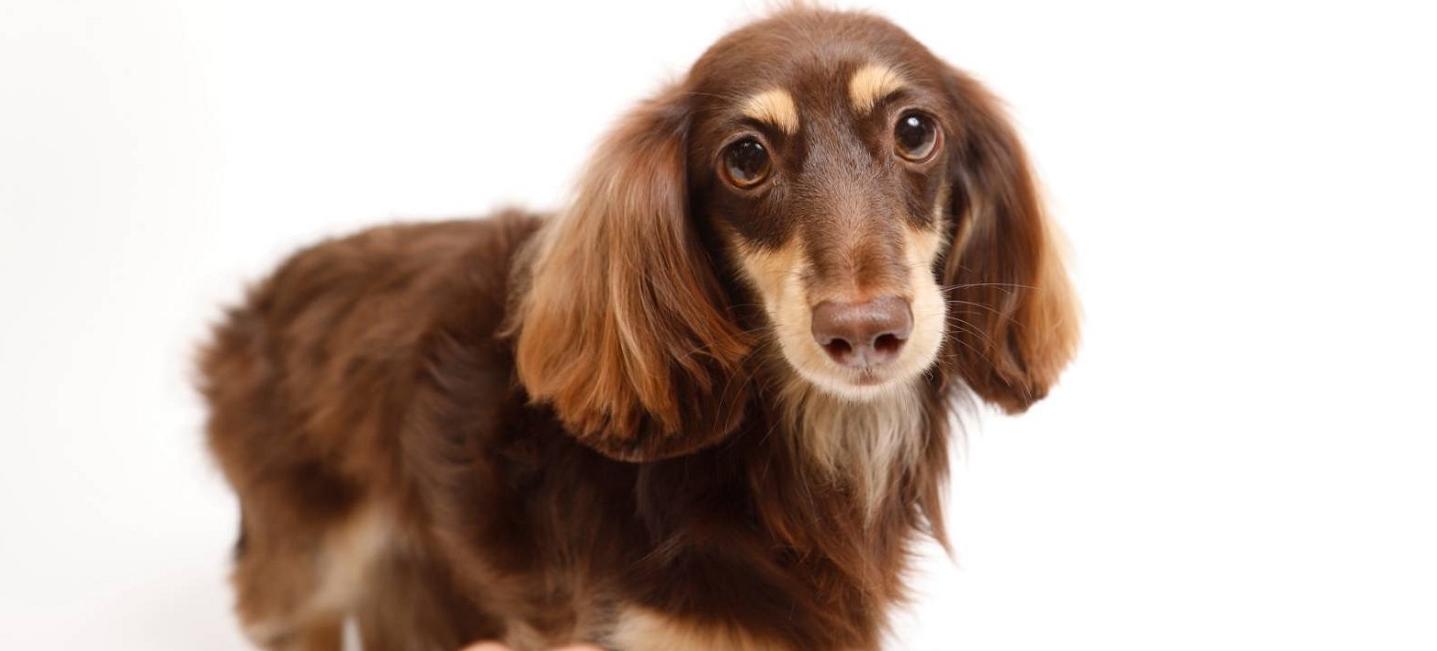 WORLDWIDE PET spa＆hotel