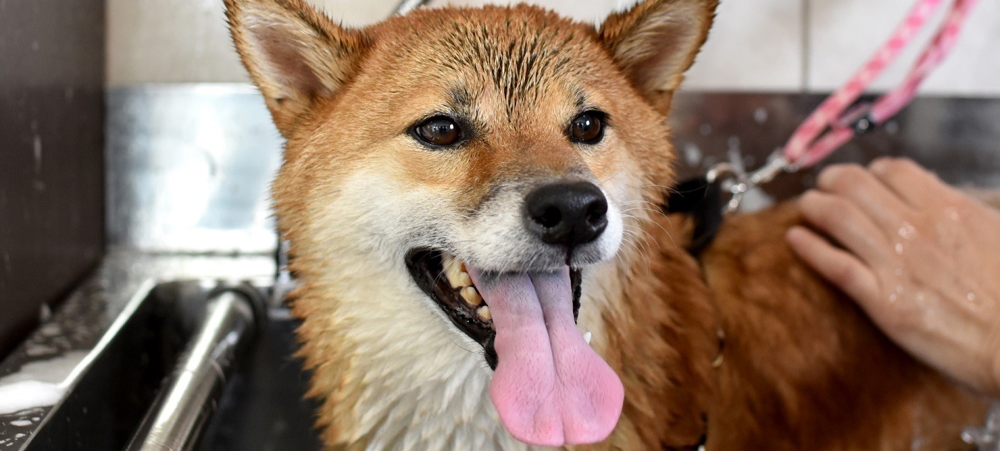 WORLDWIDE PET spa＆hotel