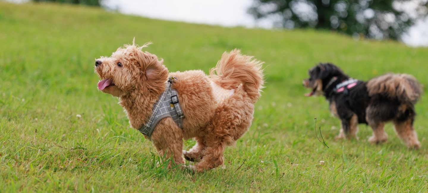 WORLDWIDE PET spa＆hotel