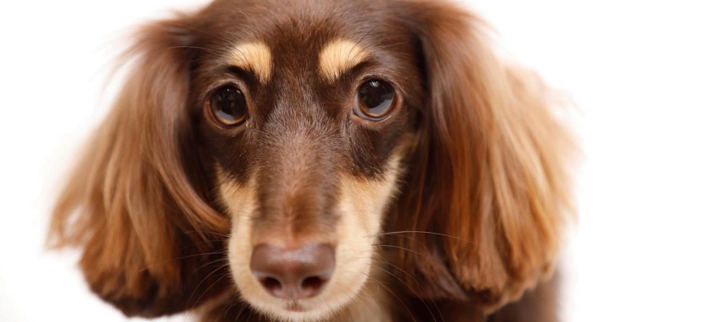WORLDWIDE PET spa＆hotel